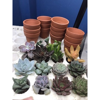 Chậu cây sen đá mini size 3-5cm được chọn cây