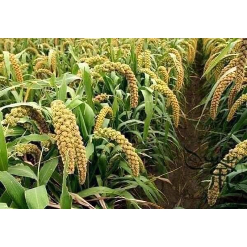 Hạt kê nếp vàng nghệ an 10kg giá sỉ