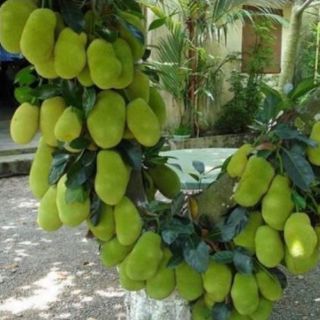 Mít tố nữ.... siêu trái