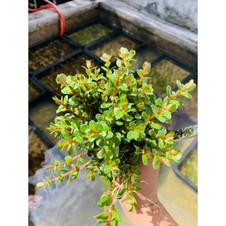 Cây Thủy Sinh Vảy Ốc Ấn Độ