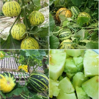 30 Hạt giống dưa bở quả tròn giống F1 năng suất cực cao