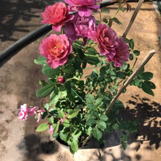 Hoa Hồng bụi Nhật Aoi (Hồng Aoi)(tặng kèm phân bón)