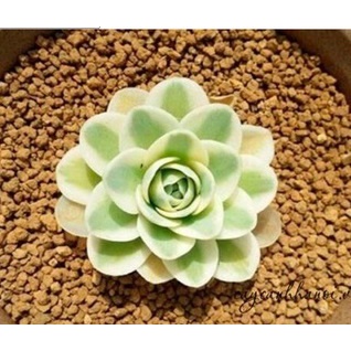 500g Đá Akadama trồng sen đá, xương rồng, bonsai