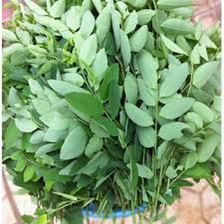 HẠT GIỐNG RAU NGÓT (1G)
