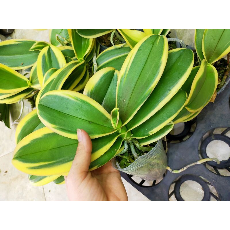 Hồ điệp lá biên phát tài