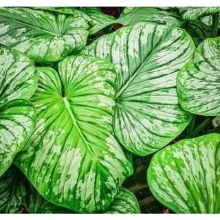 Philodendron mamei - cây con