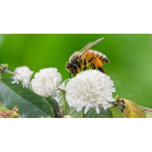 Mật ong hoa cà phê nguyên chất 100% BeeMint