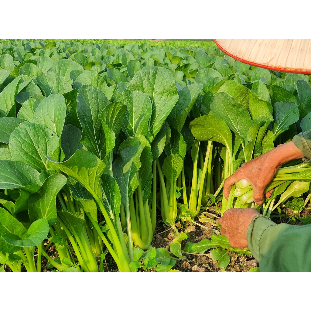 Hạt giống Rau Cải ngọt F1 Việt Á - Nảy mầm cao - Năng suất tốt
