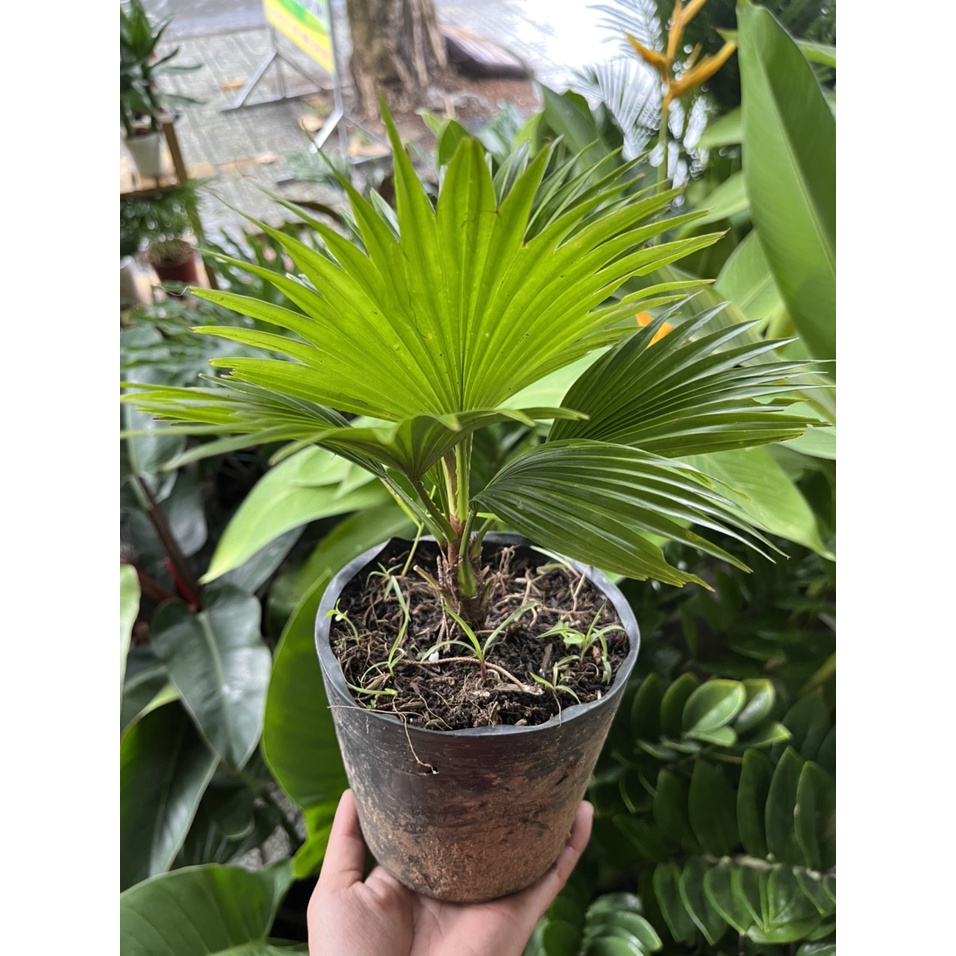 {Cây thật} Cây cọ Nhật mini, cây mini để bàn, làm quà tặng, dễ chăm sóc
