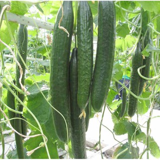 Hạt giống Dưa chuột kiếm (Dưa chuột nhật) siêu dài - Gói 5 hạt.
