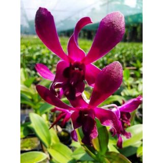 Lan denro nắng Bigred