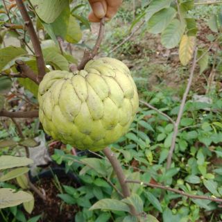 Cây na thái giống cây ghép