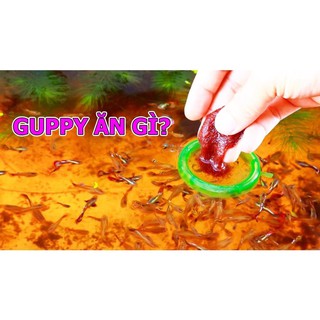 Clear master - siêu lọc nước - BETTA COFFY ☕️