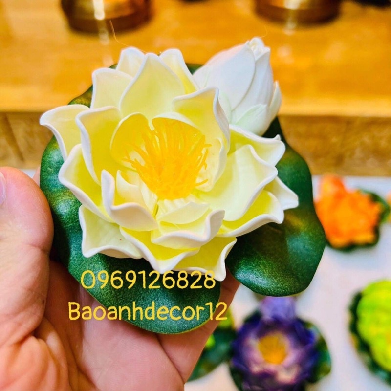 Hoa sen Thả nước ảnh thật 100% Shop chụp