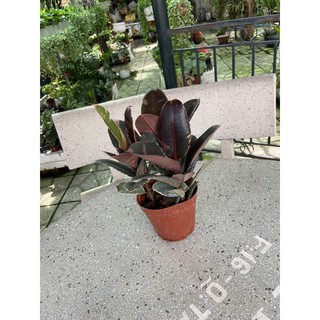 Cây đa búp đỏ cẩm thạch