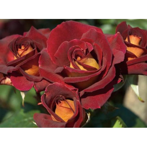 Hoa Hồng Dark Night