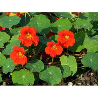 Hạt giống hoa Sen cạn rủ - Gói 3 hạt