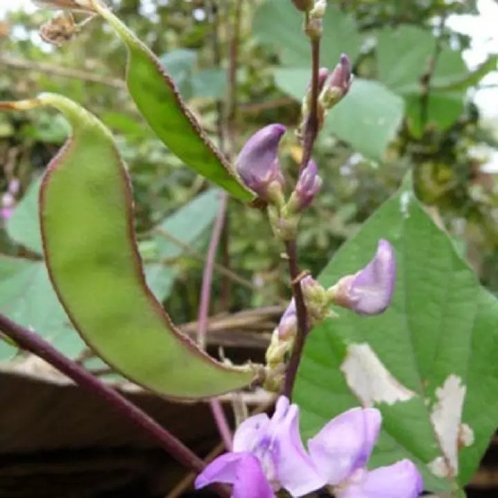 Hạt giống Đậu Ván Xanh