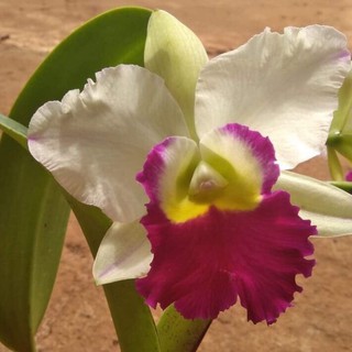 Lan cattleya cây giống ,lan cát