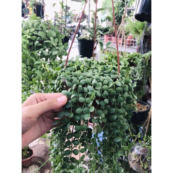 Chuỗi Cúc Áo