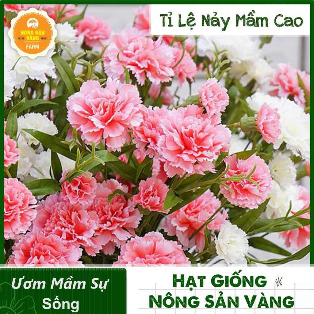 Hạt giống Hoa Cẩm Chướng Kép Mix Màu ( Gói 100 hạt ) - Nông Sản Vàng