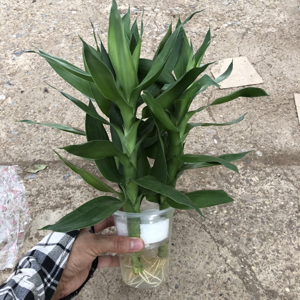 Cây phát lộc - cây trúc nước Cao 25cm 3 thân xanh mướt mang đến tài lộc thích hợp trang trí nội thất