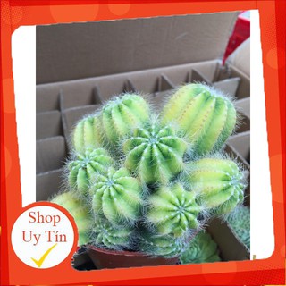 Xương rồng khế bụi vàng🍏 |FREESHIP| 🔥 XỨ NÓNG, ĐÃ THUẦN KHÍ HẬU, KHOẺ ĐẸP 🍏 LỖI 1 ĐỔI 1