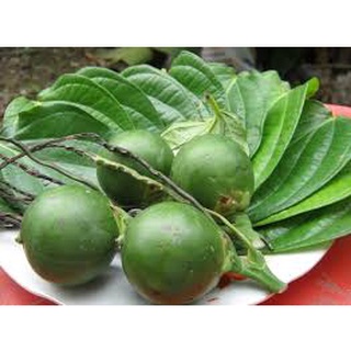 Cây giống cau lùn