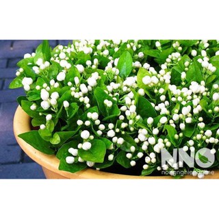 Cây Hoa Nhài ( Lài ta )