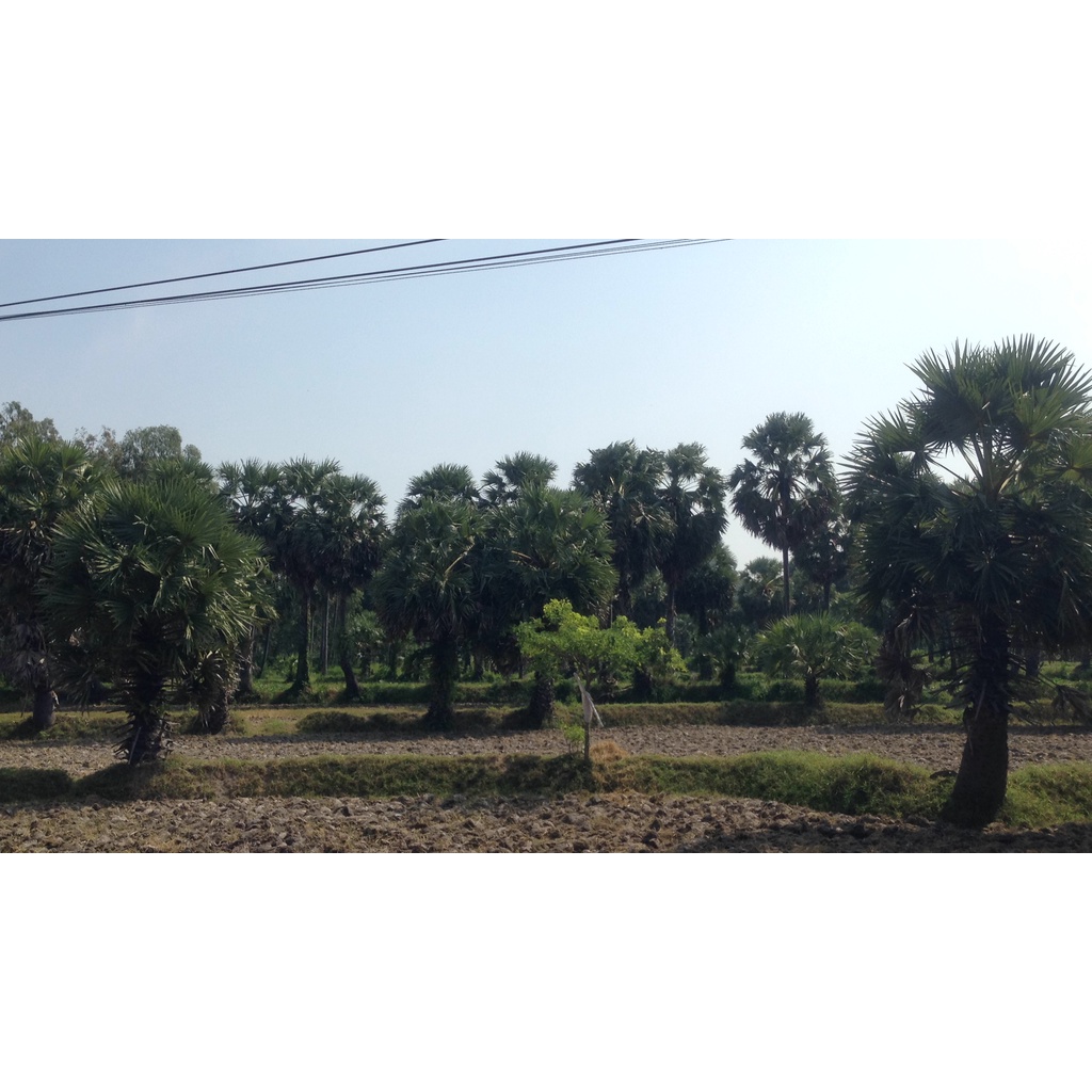 Đường thốt nốt nguyên chất đặc sản An Giang