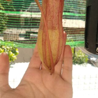 Cây nắp ấm - Nepenthes