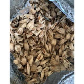 Quả dứa dại -dứa rừng khô