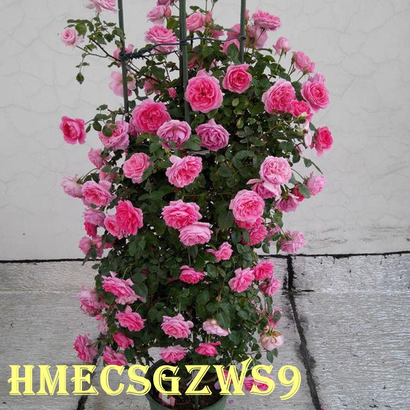 Bốn mùa ra hoa hạt giống hoa hồng leo  tỷ lệ nảy mầm cực cao 20h
