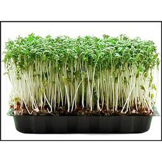 20 gram hạt giống mầm rau cải mơ