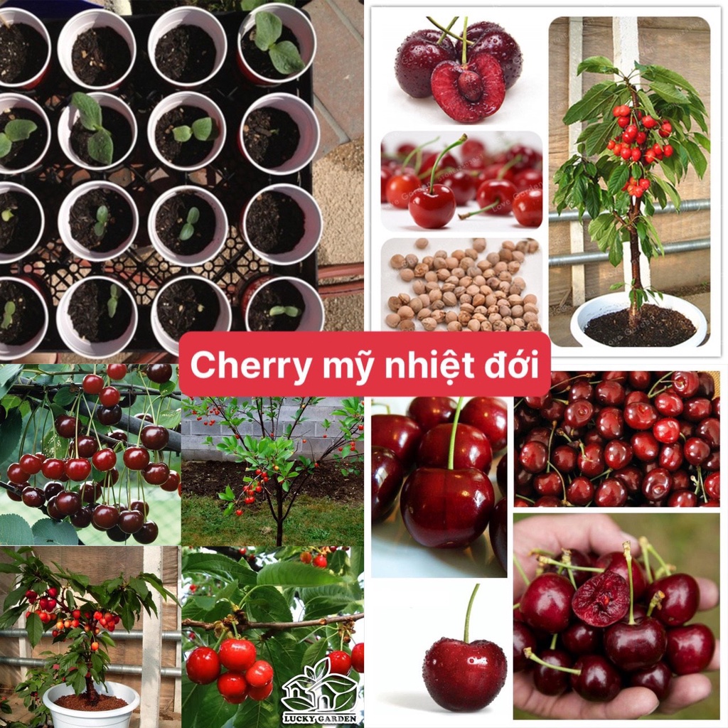 Hạt Giống Cherry Nhiệt Đới F1 Loại Dễ Trồng Quả To Kháng Sâu Bệnh