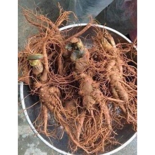Tam thất khô Tây Bắc