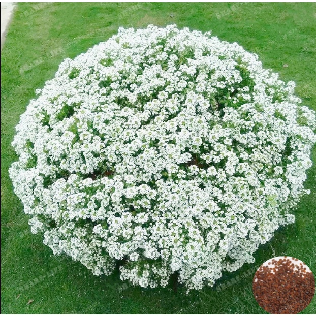 Hạt giống Hoa Ngàn Sao Nhiều Màu - 50 Hạt, Tỷ Lệ Nảy Mầm Cao, Trồng Được Quanh Năm - Khang Nông Seeds
