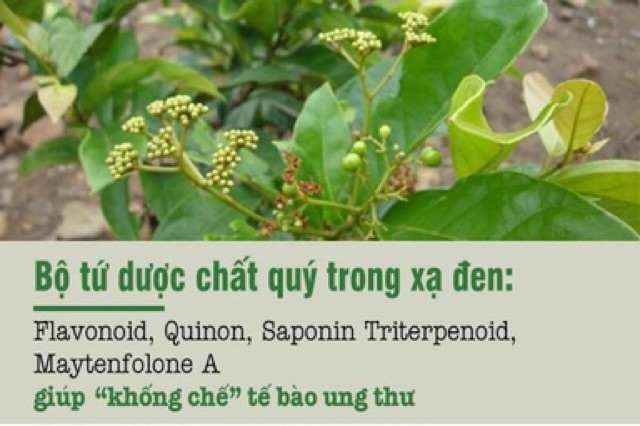 Trà túi lọc quả xạ đen đạt chuẩn GMP-WHO (20 gói x 3gr)