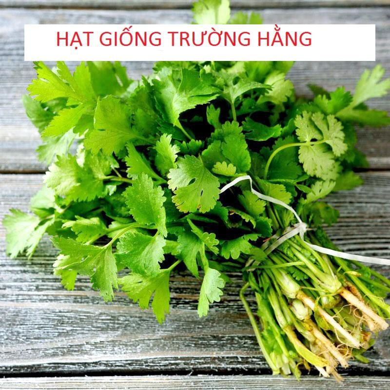 ⚡️HẠT GIỐNG RAU MÙI HẠT TO F1⚡️ GIỐNG CHỐNG CHỊU SÂU BỆNH