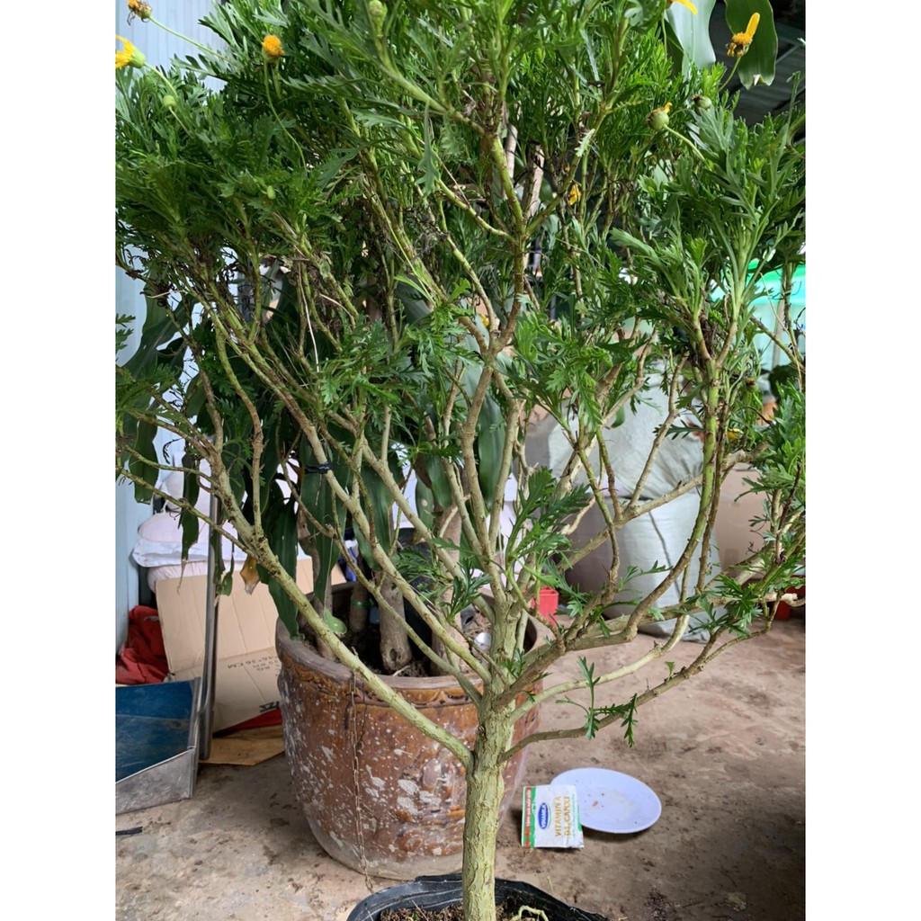 - Cúc thân gỗ dáng TREE cây đang hoa cao 60-100cm