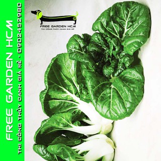 Combo 500 hạt giống cải dwarf pak choi - kitazawa