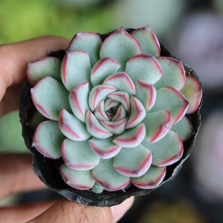 Sen đá viền đỏ 4-5cm