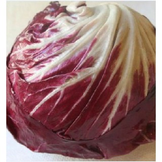 Hạt giống xà lách cuộn tím