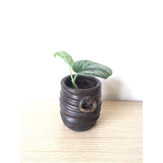 Cây Trầu Bà Lụa Trầu Bà Pháp