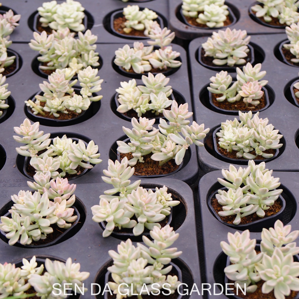 Sen đá kim tuyến var  7cm  GLASS GARDEN giống hình, khỏe, dễ trồng