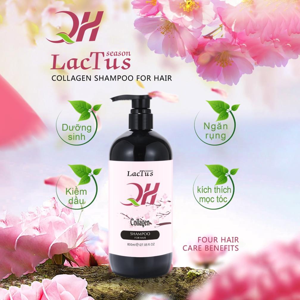 Dầu gội đầu ngăn rụng tóc QH Lactus season dầu gội da dầu, ngăn gàu - TMALL Comestic Phụ Liệu Tóc Pinky