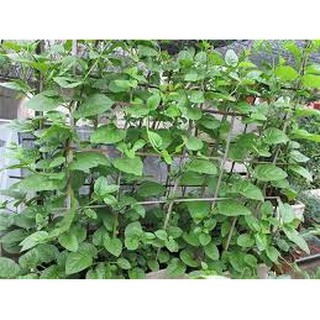 Hạt Giống Mồng Tơi RaDo 38 -20 gr
