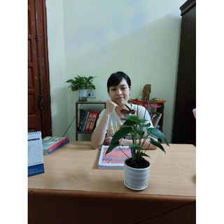Cây Hồng môn để bàn