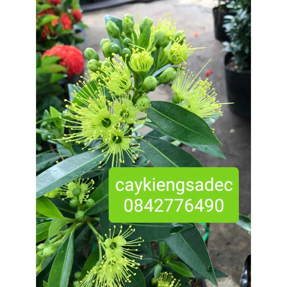 Caykiengsadec-Mai thái vàng+tặng phân bón cho cây-hoa lá cây kiểng-