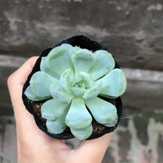 Sen Đá Ruby Trắng | Xuất xứ Đà Lạt | Dễ trồng dễ chăm